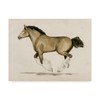 Trademark Fine Art Grace Popp 'Clydesdale Ii' Canvas Art, 24x32 WAG06963-C2432GG